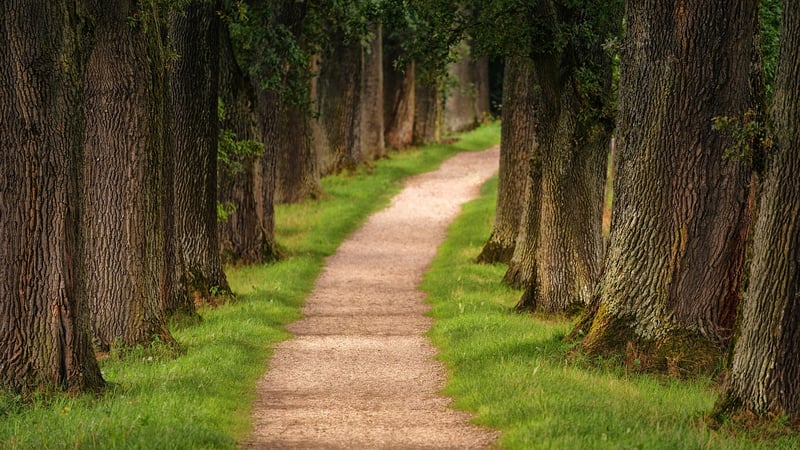 Meditative Walk in the Forest
